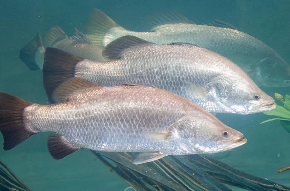 What Is Barramundi Fish?